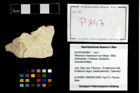 Foto (Objekt + Etikett) von Pithonoton marginatum (von Meyer, 1842)  (NHMW-GEO-2014-0194-0847)